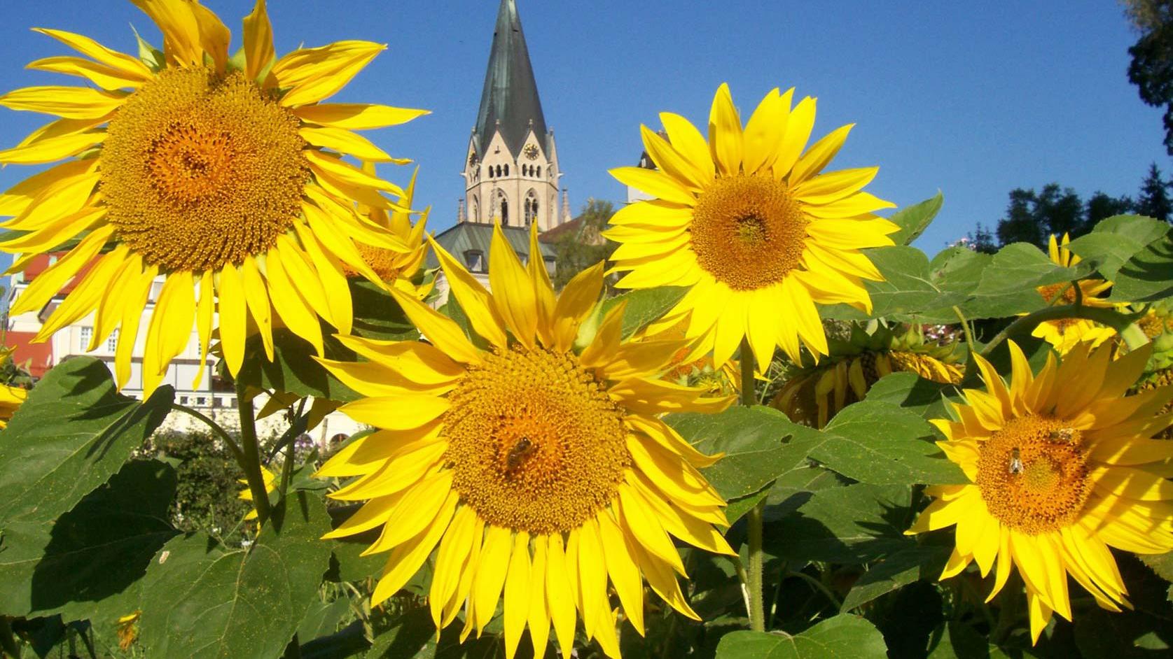 Sonnenblumen